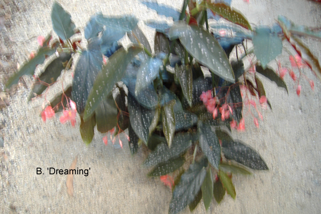 B. ‘Dreaming’